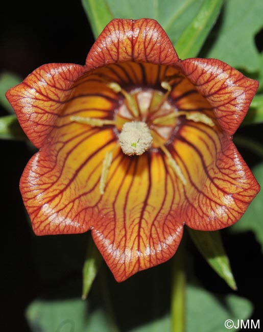 Canarina canariensis = Campanula canariensis